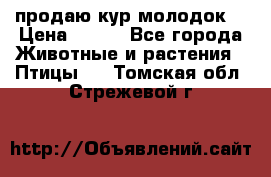 продаю кур молодок. › Цена ­ 320 - Все города Животные и растения » Птицы   . Томская обл.,Стрежевой г.